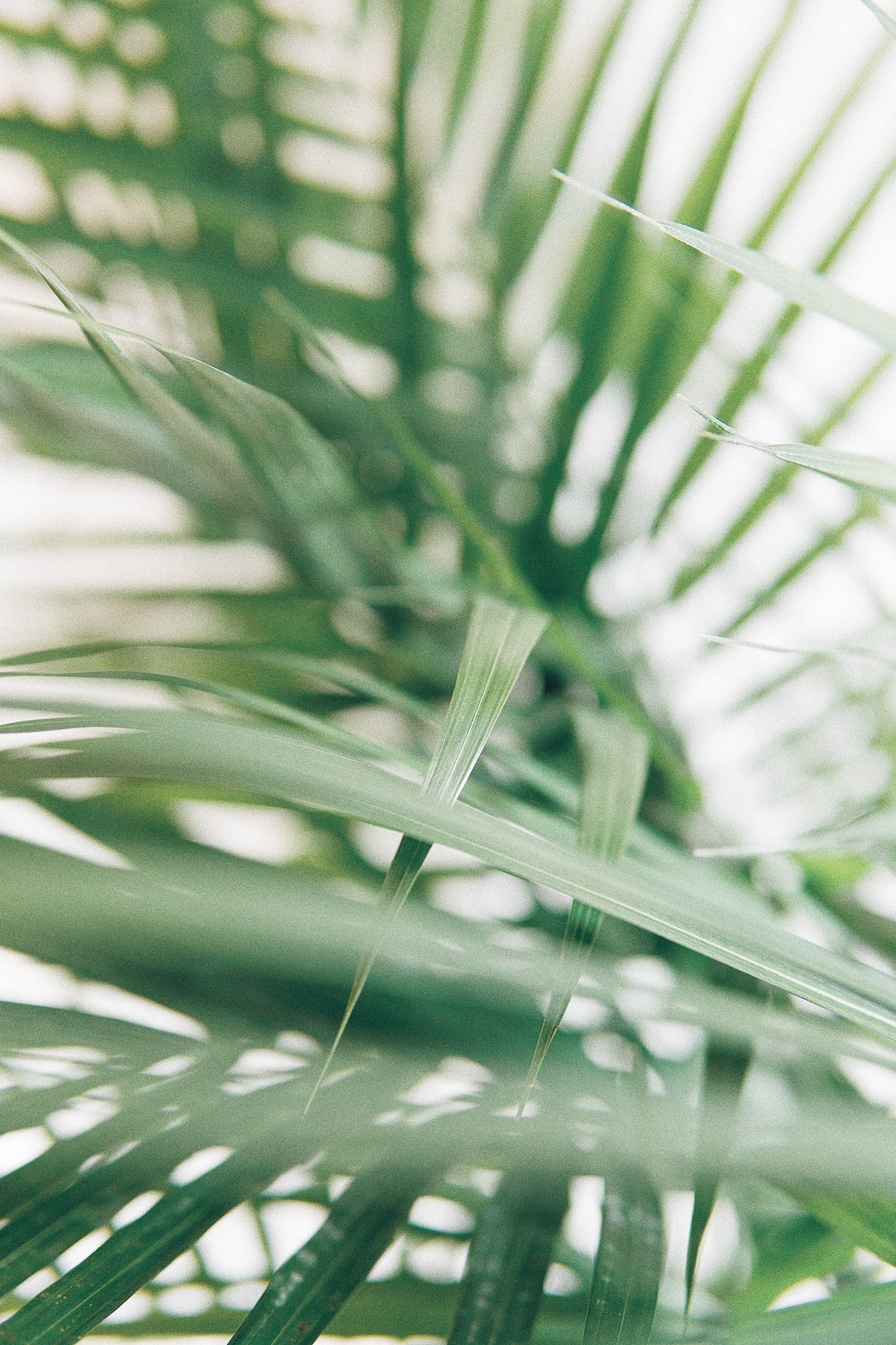 Warm weather palm fronds